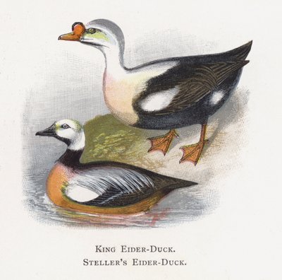 El Eider Rey, El Eider de Steller de Alexander Francis Lydon