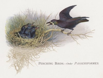 Aves posadas, Orden Passeriformes de Alexander Francis Lydon