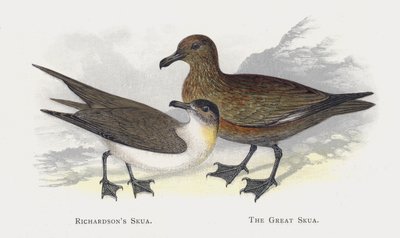 El págalo de Richardson, El págalo grande de Alexander Francis Lydon