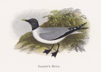 La Gaviota de Sabine de Alexander Francis Lydon