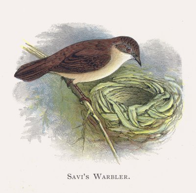 El Buscarla de Savi de Alexander Francis Lydon