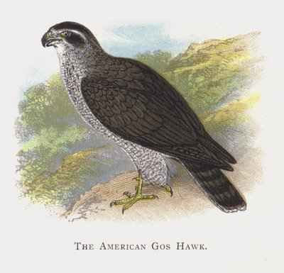 El Azor Americano de Alexander Francis Lydon