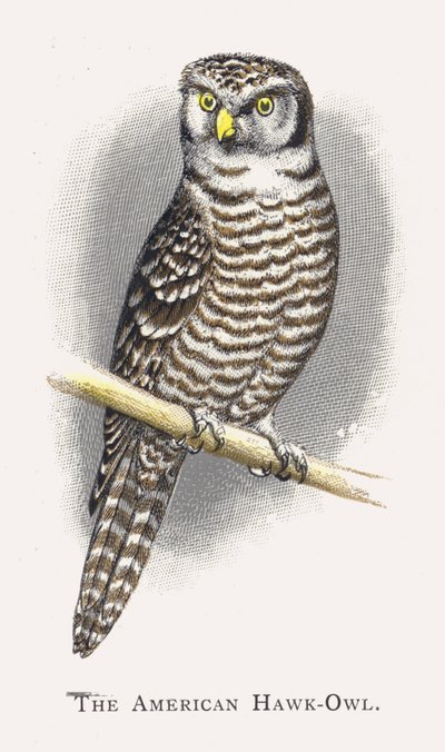 El Búho Halcón Americano de Alexander Francis Lydon
