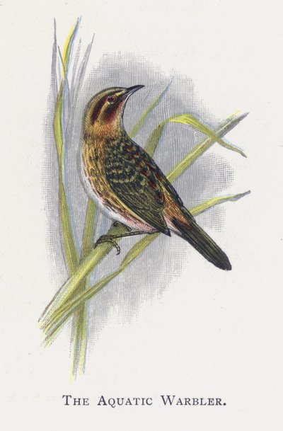 El Carricerín Común de Alexander Francis Lydon