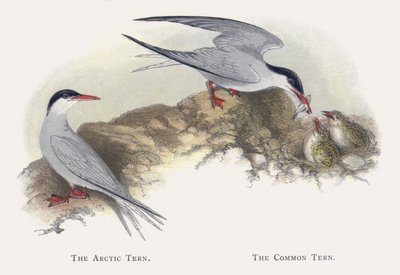 El charrán ártico, El charrán común de Alexander Francis Lydon