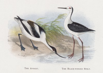 El avoceta, El cigüeñuela de Alexander Francis Lydon