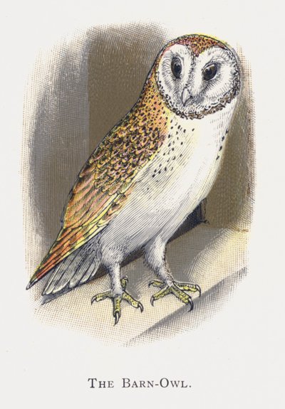 El Búho Lechuza de Alexander Francis Lydon