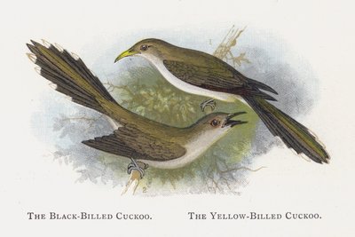 El Cuco de Pico Negro, El Cuco de Pico Amarillo de Alexander Francis Lydon
