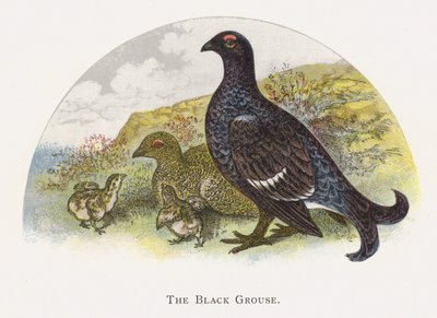 El Urogallo Negro de Alexander Francis Lydon