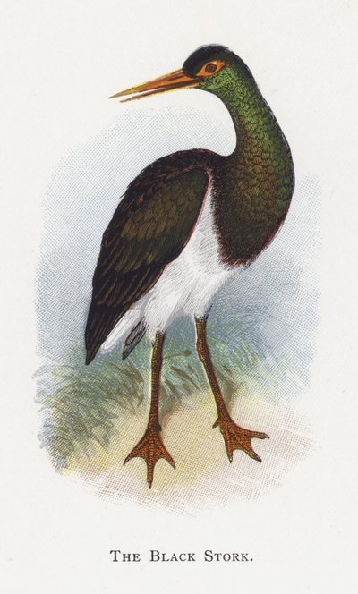 La Cigüeña Negra de Alexander Francis Lydon