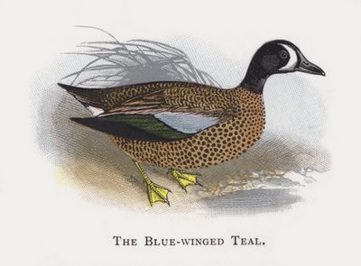 El Cerceta Aliazul de Alexander Francis Lydon