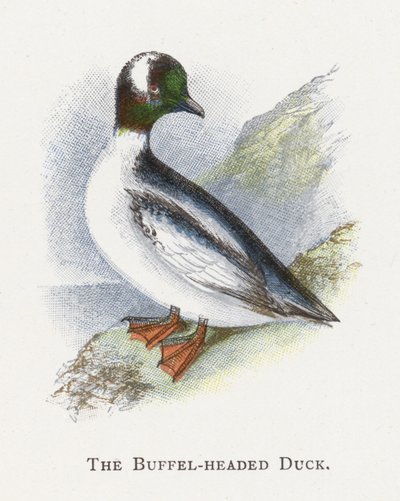 El Pato Cabeza de Búfalo de Alexander Francis Lydon