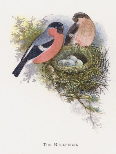 El Camachuelo de Alexander Francis Lydon