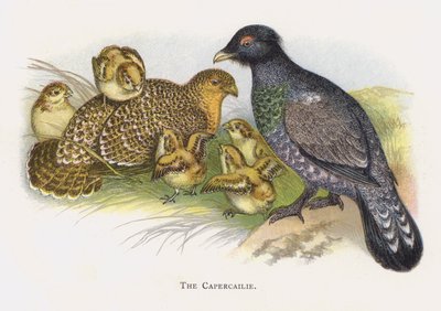 El urogallo de Alexander Francis Lydon