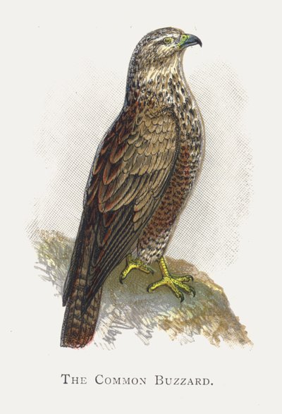 El Ratonero Común de Alexander Francis Lydon