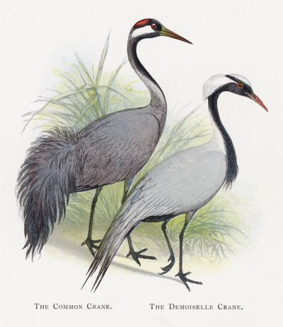 La grulla común, La grulla damisela de Alexander Francis Lydon