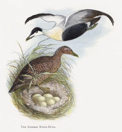 El eider común de Alexander Francis Lydon