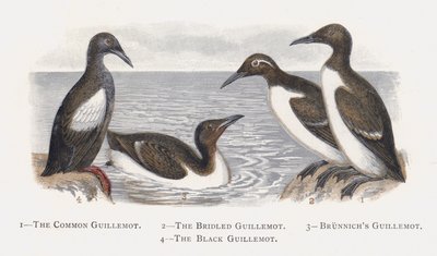 El arao común, El arao de Brünnich, El arao aliblanco de Alexander Francis Lydon