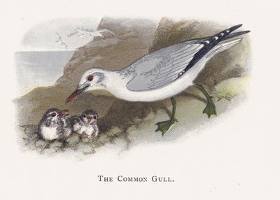 La Gaviota Común de Alexander Francis Lydon