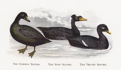El Pato Negro Común, El Pato Negro de Surf, El Pato Negro de Terciopelo de Alexander Francis Lydon