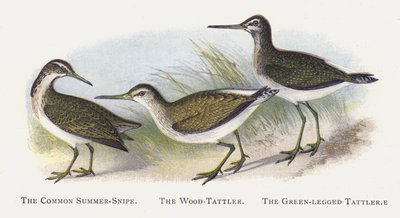 La Agachadiza Veraniega Común, El Andarríos de Bosque, El Andarríos de Patas Verdes de Alexander Francis Lydon