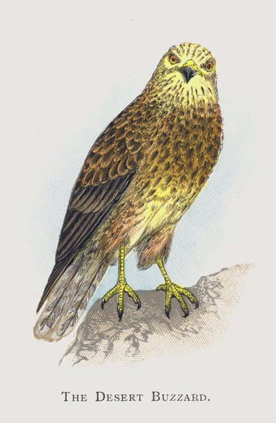 El Ratonero del Desierto de Alexander Francis Lydon