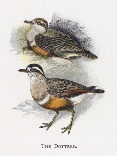 El Chorlito de Alexander Francis Lydon