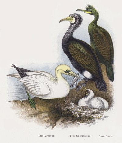 El alcatraz, El cormorán, El cormorán moñudo de Alexander Francis Lydon