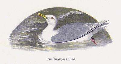 La Gaviota Hiperbórea de Alexander Francis Lydon