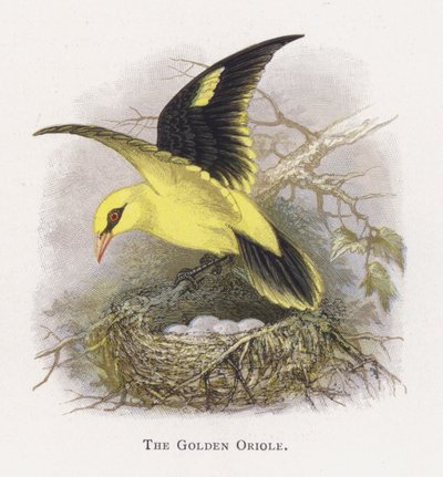 El Oriol Dorado de Alexander Francis Lydon