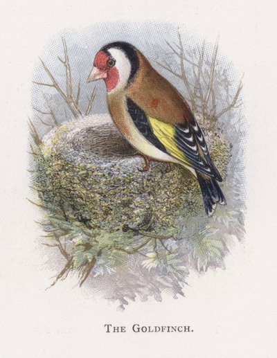 El Jilguero de Alexander Francis Lydon