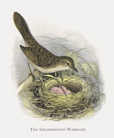 El Buscarla Unicolor de Alexander Francis Lydon