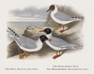 La gaviota cabecinegra, La gaviota reidora, La gaviota mediterránea de Alexander Francis Lydon
