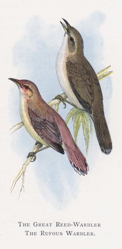 El Carricero Tordal, El Carricero Rojizo de Alexander Francis Lydon