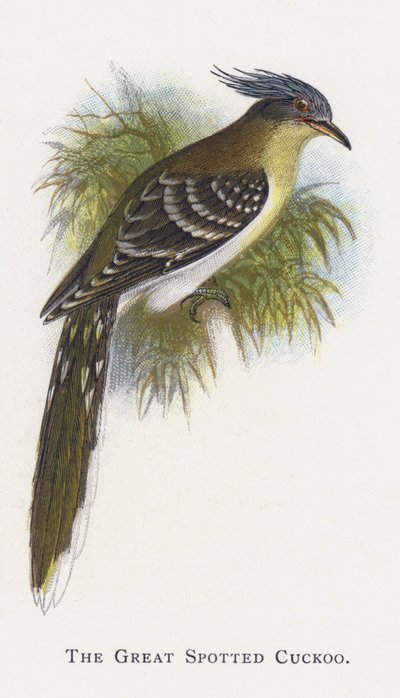 El Cuco Real de Alexander Francis Lydon