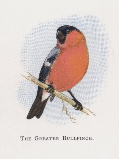 El Camachuelo Mayor de Alexander Francis Lydon