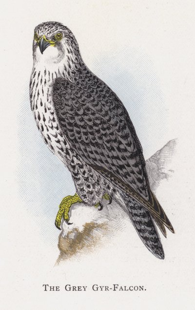 El Halcón Gyr Gris de Alexander Francis Lydon