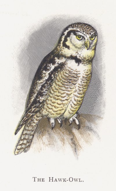 El Búho Halcón de Alexander Francis Lydon