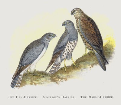 El Aguilucho Cenizo, El Aguilucho de Montagu, El Aguilucho Lagunero de Alexander Francis Lydon