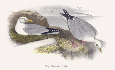 La gaviota argéntea de Alexander Francis Lydon