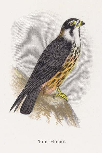 El Alcotán de Alexander Francis Lydon