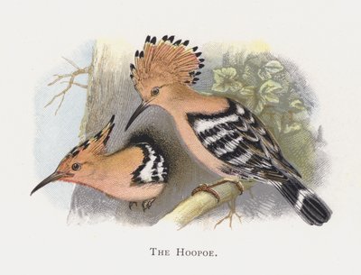 La Abubilla de Alexander Francis Lydon
