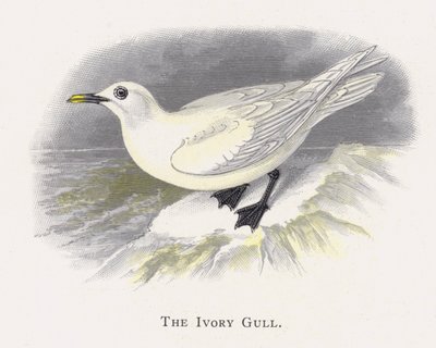 La Gaviota Marfil de Alexander Francis Lydon