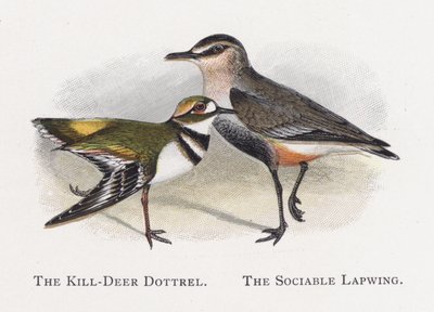 El Chorlito Kill-Deer, El Avefría Sociable de Alexander Francis Lydon