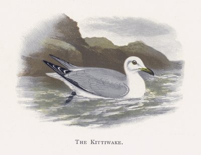 La Gaviota Tridáctila de Alexander Francis Lydon