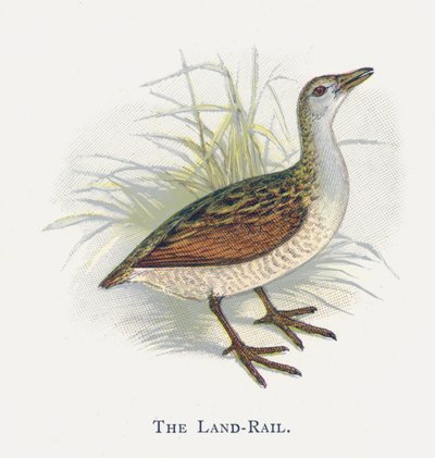 El Rascón de Tierra de Alexander Francis Lydon