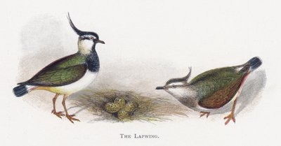 La Avefría de Alexander Francis Lydon