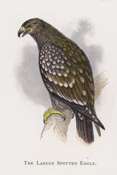 El Águila Manchada Mayor de Alexander Francis Lydon