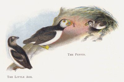 El Alca Pequeña, El Frailecillo de Alexander Francis Lydon