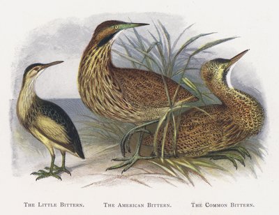 El avetoro común, El avetoro americano, El avetoro de Alexander Francis Lydon